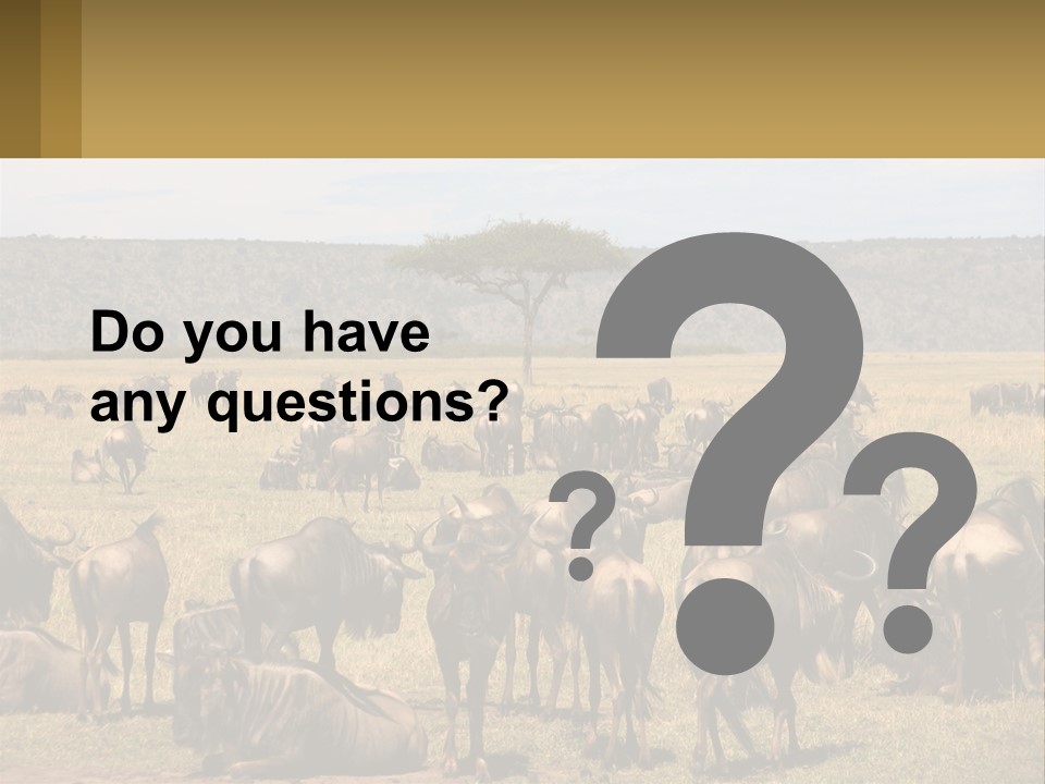 A Large Herd Of Wildebeest Grazing In A Field PowerPoint Template