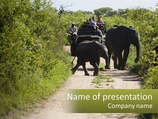 A Group Of Elephants Walking Down A Dirt Road PowerPoint Template