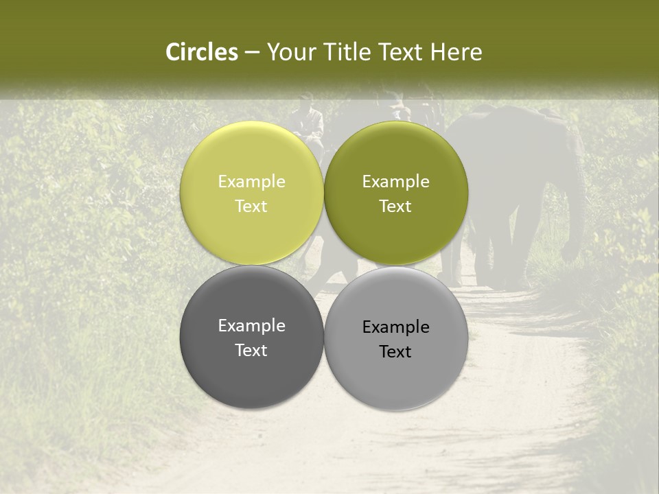 A Group Of Elephants Walking Down A Dirt Road PowerPoint Template