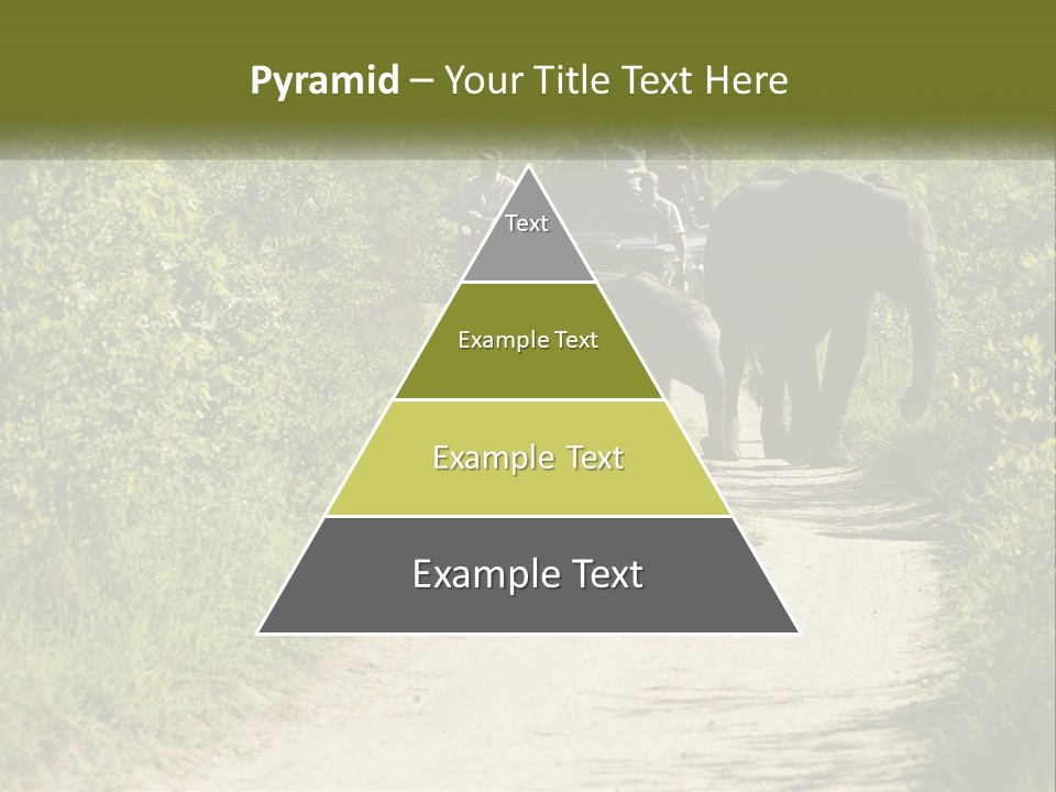 A Group Of Elephants Walking Down A Dirt Road PowerPoint Template