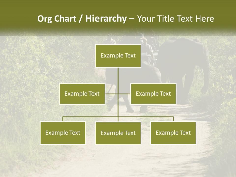 A Group Of Elephants Walking Down A Dirt Road PowerPoint Template