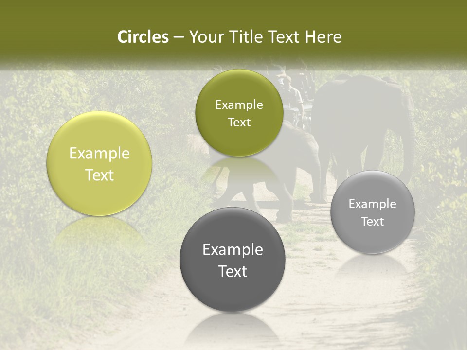 A Group Of Elephants Walking Down A Dirt Road PowerPoint Template