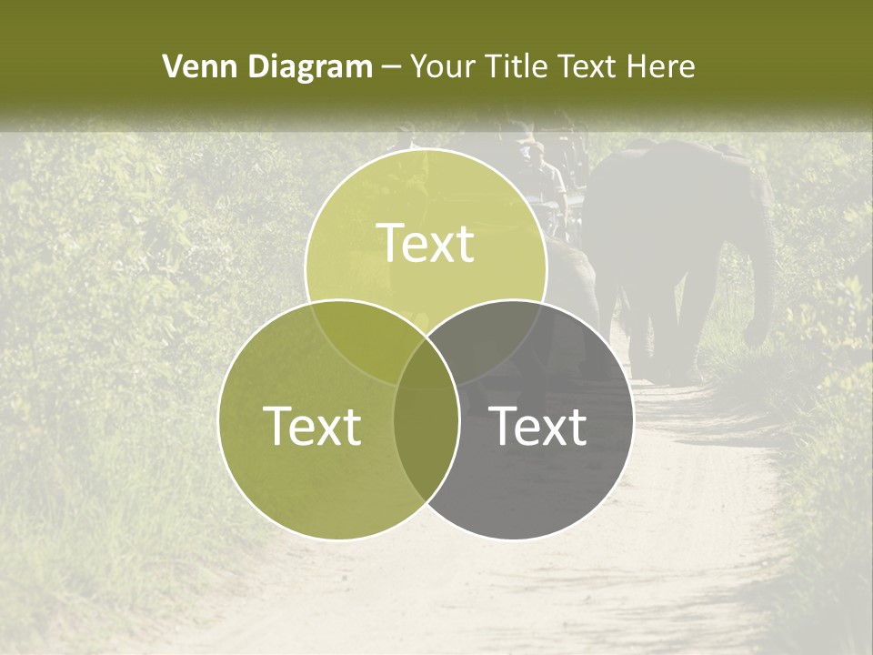 A Group Of Elephants Walking Down A Dirt Road PowerPoint Template