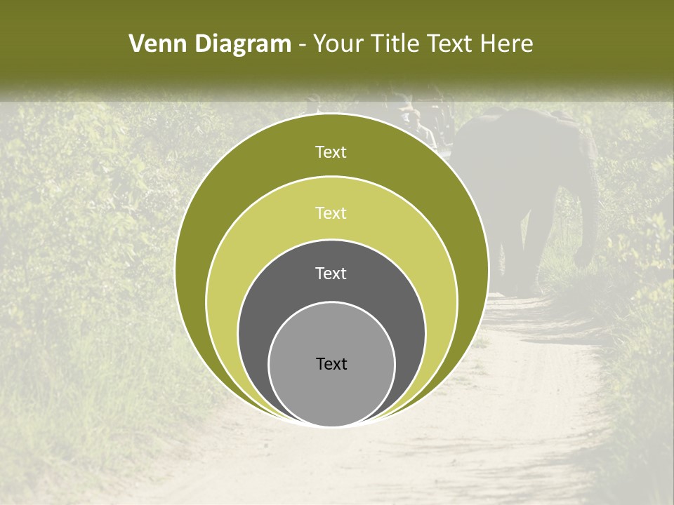 A Group Of Elephants Walking Down A Dirt Road PowerPoint Template