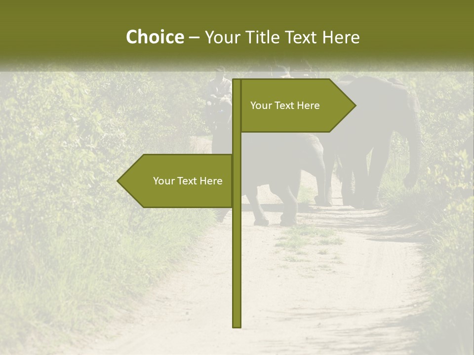 A Group Of Elephants Walking Down A Dirt Road PowerPoint Template