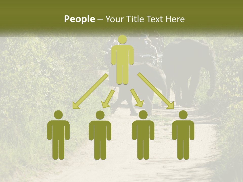 A Group Of Elephants Walking Down A Dirt Road PowerPoint Template