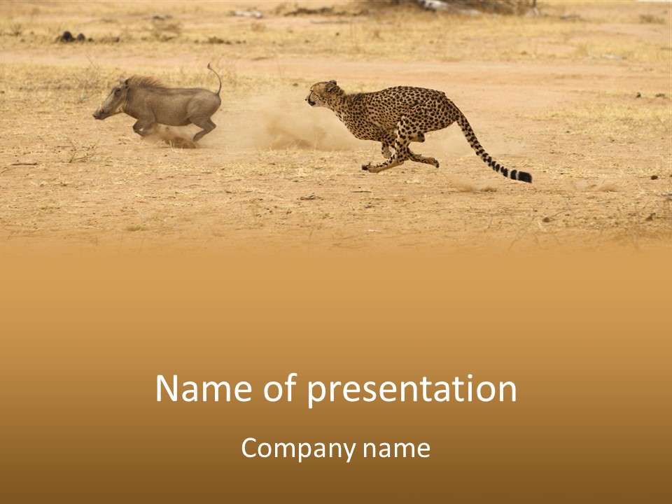A Cheetah Chasing A Wildebeest In The Desert PowerPoint Template