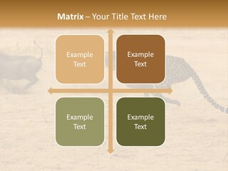 A Cheetah Chasing A Wildebeest In The Desert PowerPoint Template