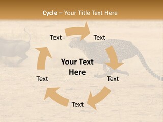 A Cheetah Chasing A Wildebeest In The Desert PowerPoint Template