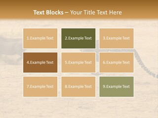 A Cheetah Chasing A Wildebeest In The Desert PowerPoint Template