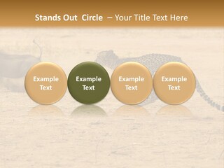 A Cheetah Chasing A Wildebeest In The Desert PowerPoint Template