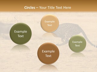A Cheetah Chasing A Wildebeest In The Desert PowerPoint Template