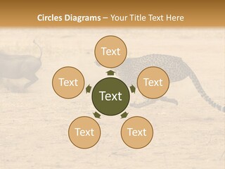 A Cheetah Chasing A Wildebeest In The Desert PowerPoint Template