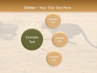A Cheetah Chasing A Wildebeest In The Desert PowerPoint Template
