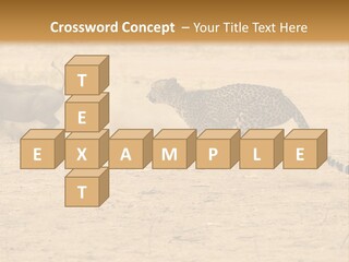 A Cheetah Chasing A Wildebeest In The Desert PowerPoint Template