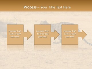 A Cheetah Chasing A Wildebeest In The Desert PowerPoint Template