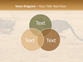 A Cheetah Chasing A Wildebeest In The Desert PowerPoint Template