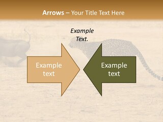 A Cheetah Chasing A Wildebeest In The Desert PowerPoint Template