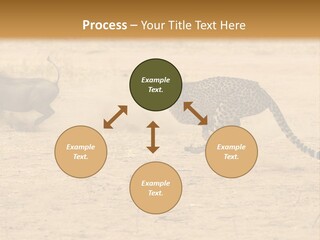A Cheetah Chasing A Wildebeest In The Desert PowerPoint Template