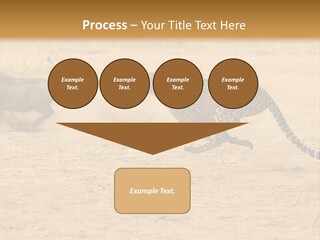 A Cheetah Chasing A Wildebeest In The Desert PowerPoint Template