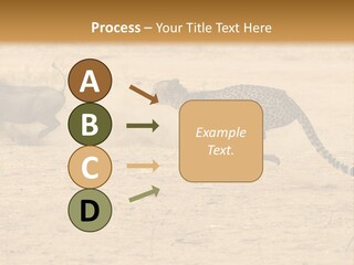 A Cheetah Chasing A Wildebeest In The Desert PowerPoint Template