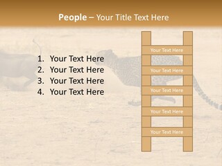 A Cheetah Chasing A Wildebeest In The Desert PowerPoint Template