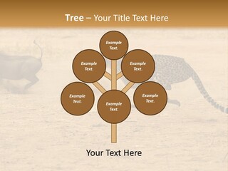 A Cheetah Chasing A Wildebeest In The Desert PowerPoint Template