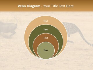 A Cheetah Chasing A Wildebeest In The Desert PowerPoint Template