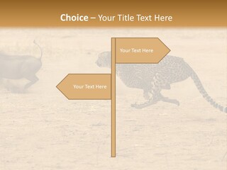 A Cheetah Chasing A Wildebeest In The Desert PowerPoint Template