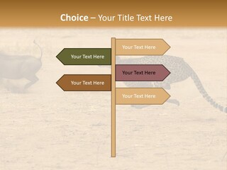 A Cheetah Chasing A Wildebeest In The Desert PowerPoint Template