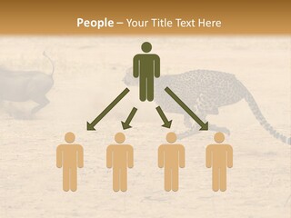 A Cheetah Chasing A Wildebeest In The Desert PowerPoint Template