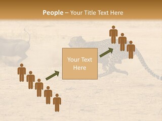A Cheetah Chasing A Wildebeest In The Desert PowerPoint Template