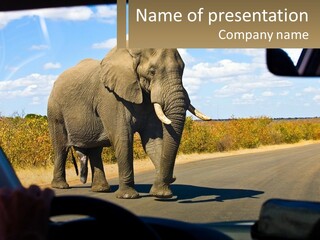 A Large Elephant Walking Across A Street Next To A Car PowerPoint Template