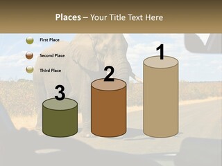A Large Elephant Walking Across A Street Next To A Car PowerPoint Template