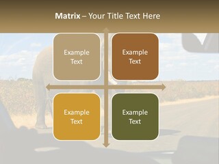 A Large Elephant Walking Across A Street Next To A Car PowerPoint Template