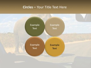 A Large Elephant Walking Across A Street Next To A Car PowerPoint Template