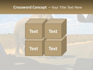 A Large Elephant Walking Across A Street Next To A Car PowerPoint Template