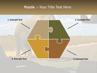 A Large Elephant Walking Across A Street Next To A Car PowerPoint Template