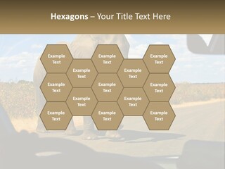 A Large Elephant Walking Across A Street Next To A Car PowerPoint Template