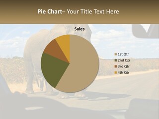 A Large Elephant Walking Across A Street Next To A Car PowerPoint Template