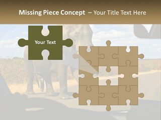 A Large Elephant Walking Across A Street Next To A Car PowerPoint Template