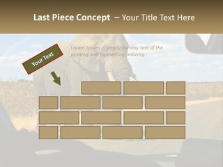 A Large Elephant Walking Across A Street Next To A Car PowerPoint Template