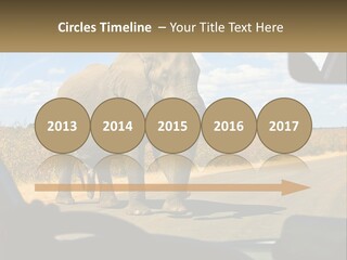 A Large Elephant Walking Across A Street Next To A Car PowerPoint Template