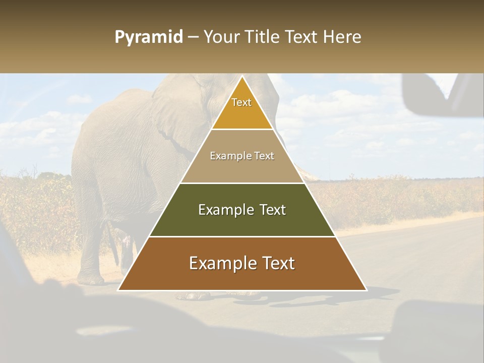 A Large Elephant Walking Across A Street Next To A Car PowerPoint Template