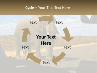 A Large Elephant Walking Across A Street Next To A Car PowerPoint Template