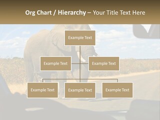 A Large Elephant Walking Across A Street Next To A Car PowerPoint Template