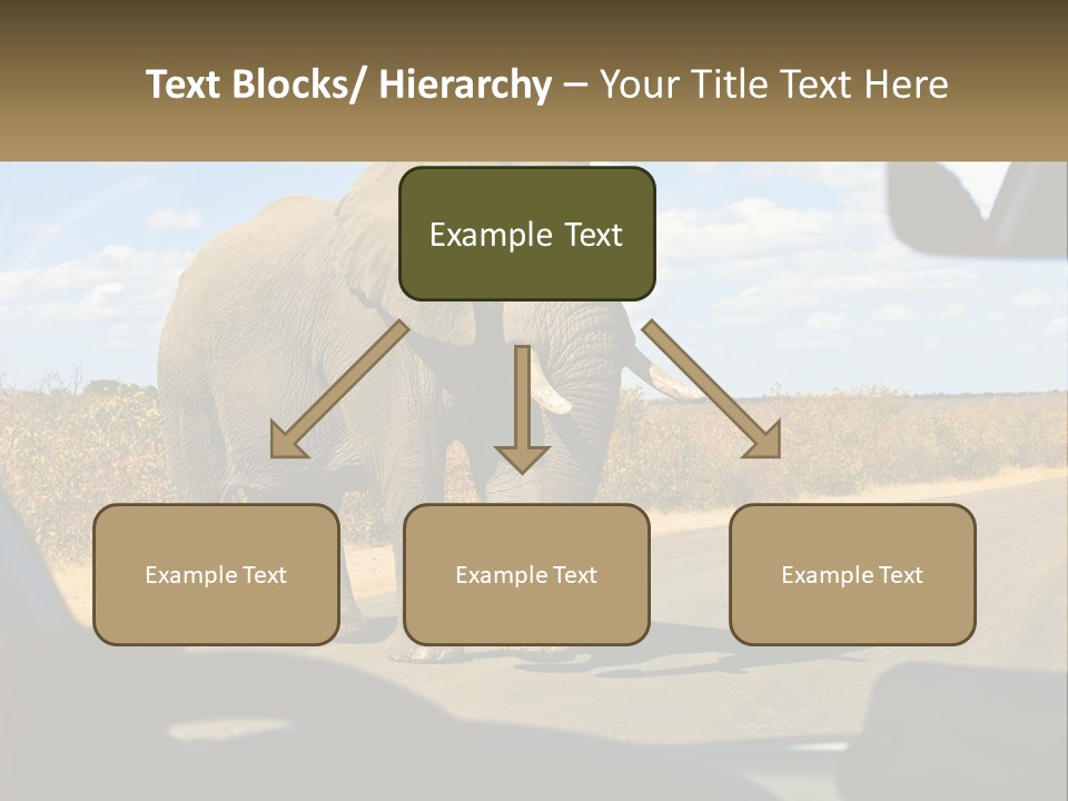 A Large Elephant Walking Across A Street Next To A Car PowerPoint Template