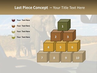 A Large Elephant Walking Across A Street Next To A Car PowerPoint Template
