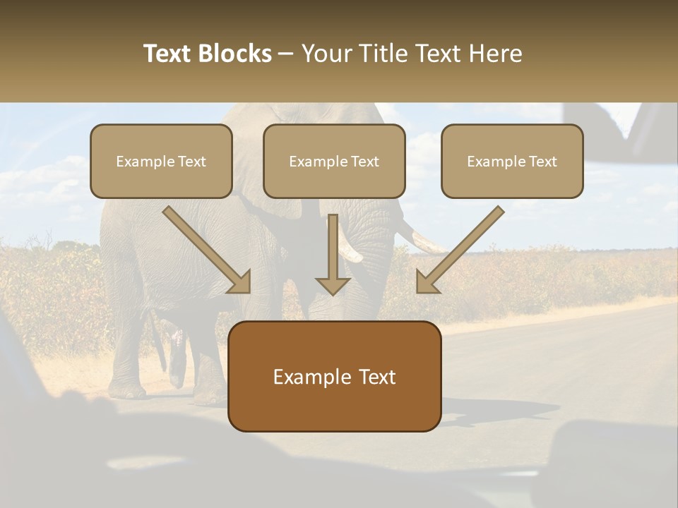 A Large Elephant Walking Across A Street Next To A Car PowerPoint Template