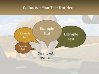 A Large Elephant Walking Across A Street Next To A Car PowerPoint Template